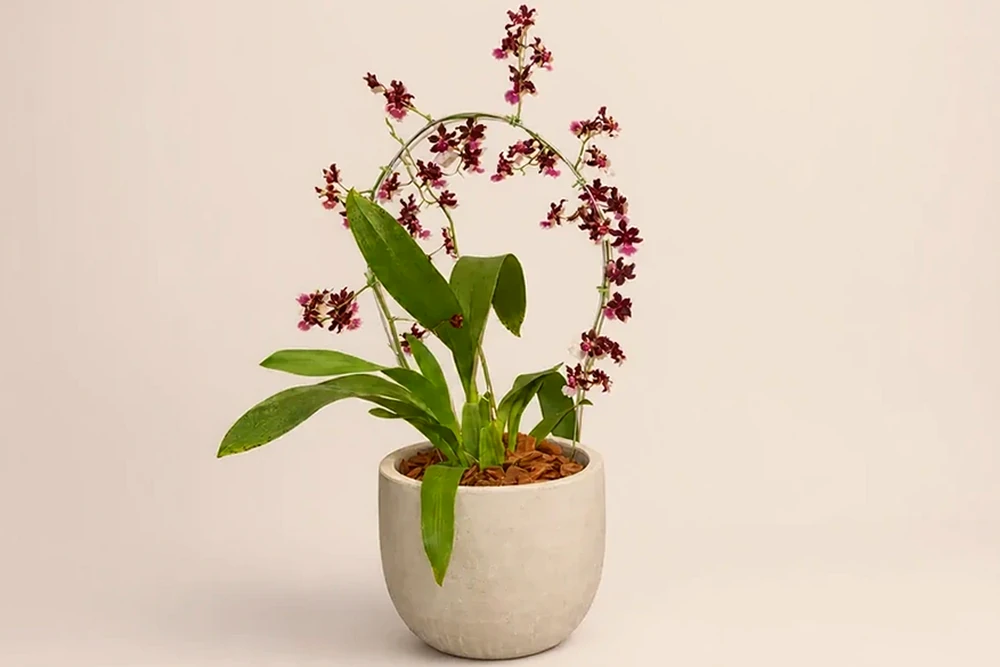 Orquídea Chocolate com Haste Arqueada em Vaso Minimalista, imagem ilustrativa