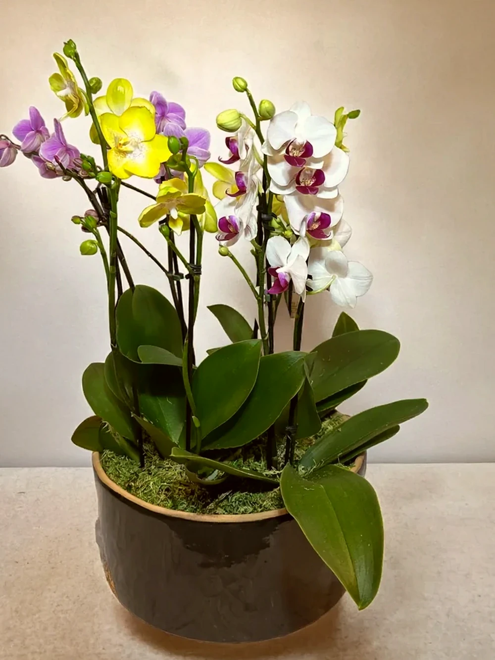 Arranjo Colorido de Mini Orquídeas em Vaso de Cerâmica, imagem ilustrativa