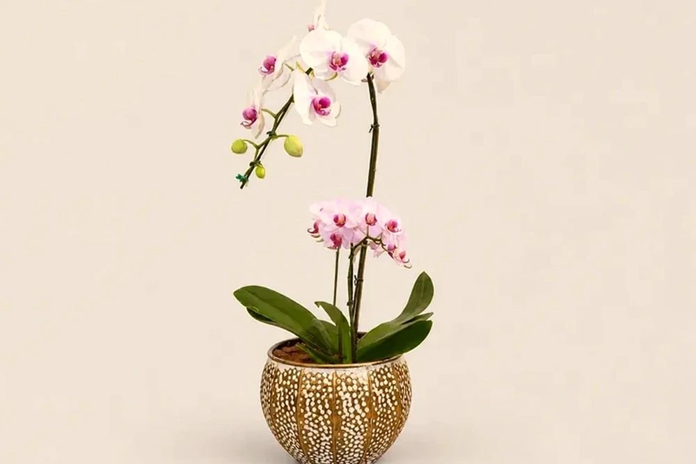 Combo de Orquídeas Brancas – Haste Única + Mini Dupla em Vaso Decorativo Premium, imagem ilustrativa