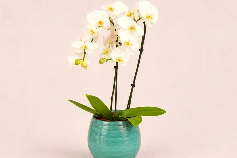 Orquídea Branca Premium com Duas Hastes em Vaso Turquesa, imagem ilustrativa