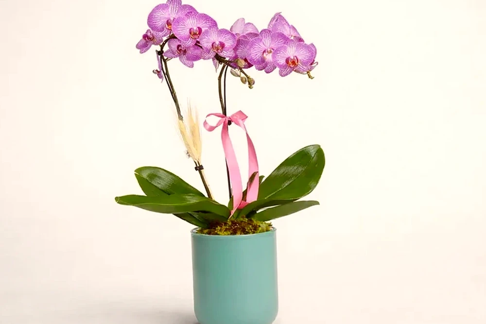 Orquídea Phalaenopsis Rosa Elegante, imagem ilustrativa