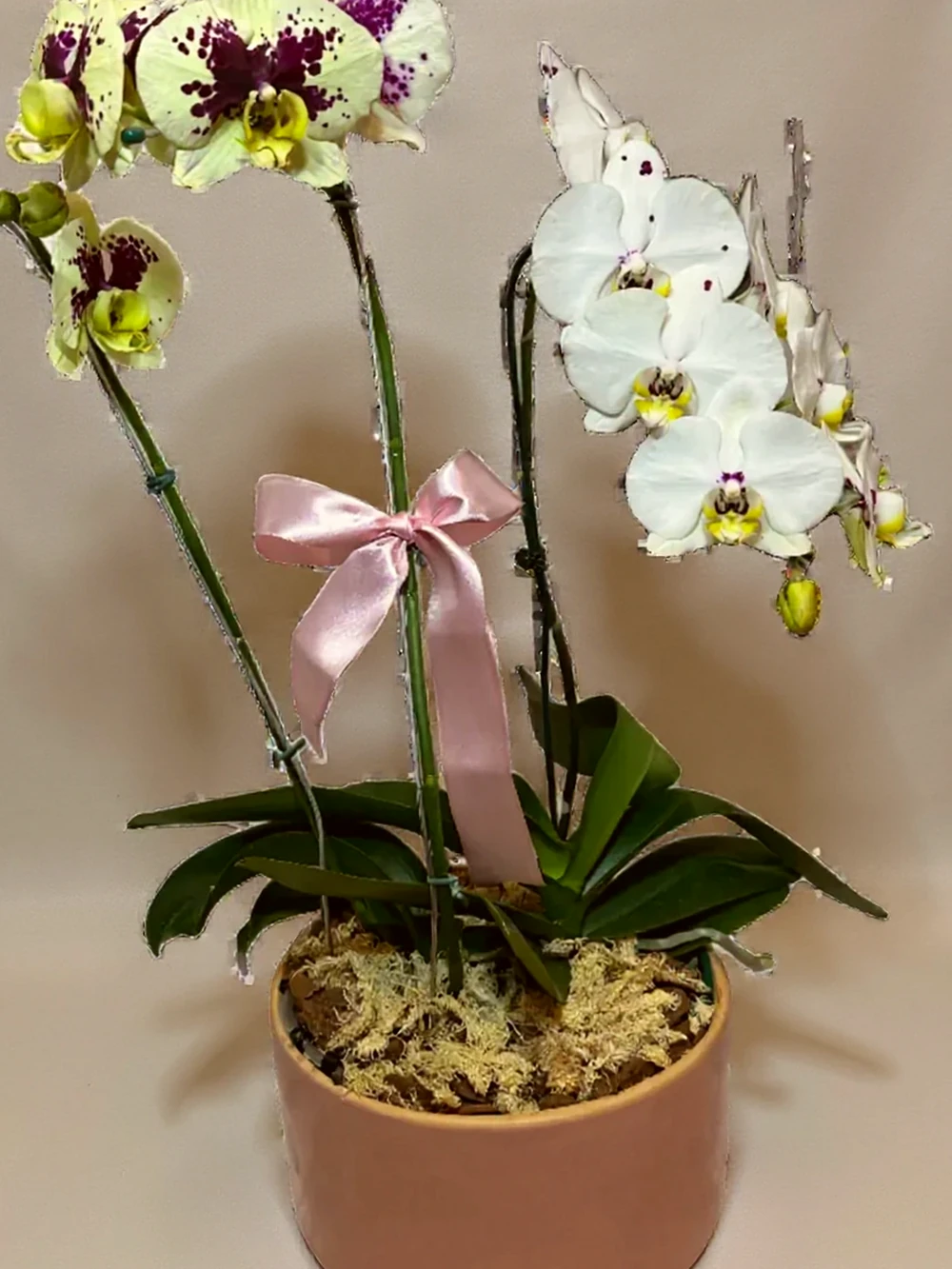 Arranjo Luxuoso de Orquídeas em Vaso de Cerâmica Grande, imagem ilustrativa
