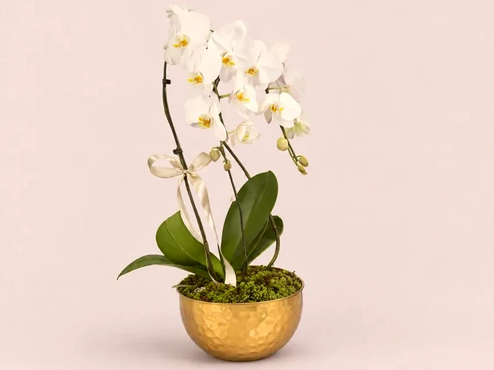 Arranjo Luxuoso com Orquídea Branca Premium, imagem ilustrativa