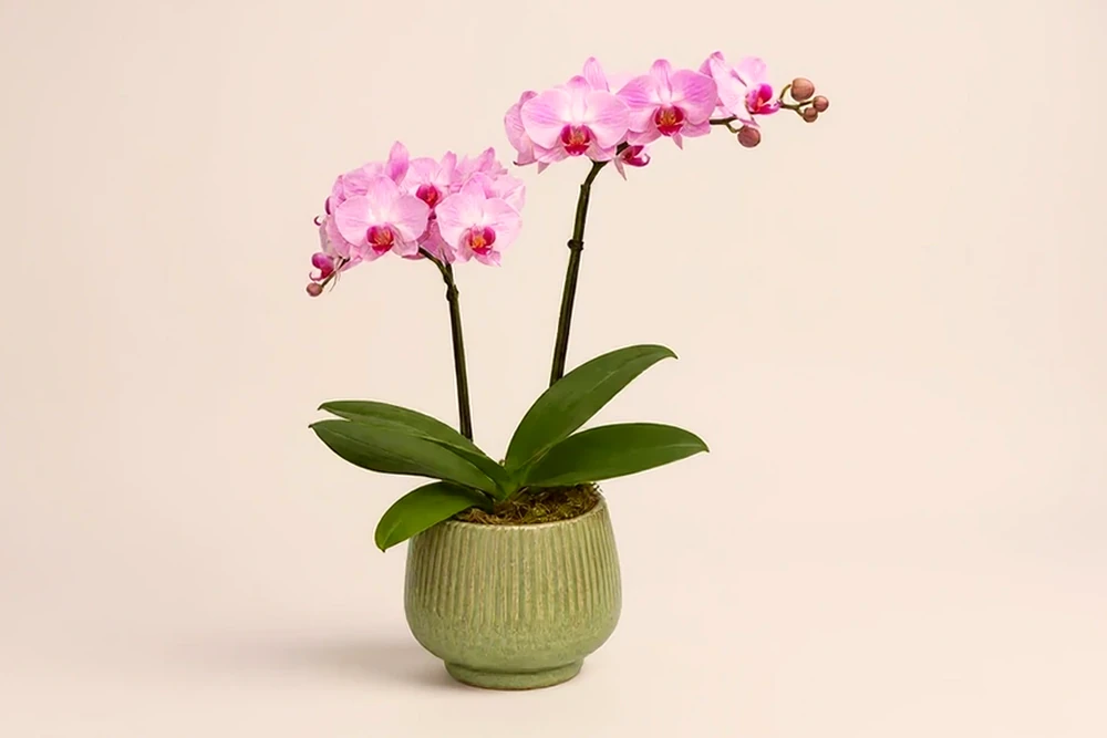 Mini Orquídea Rosa Dupla em Vaso, imagem ilustrativa