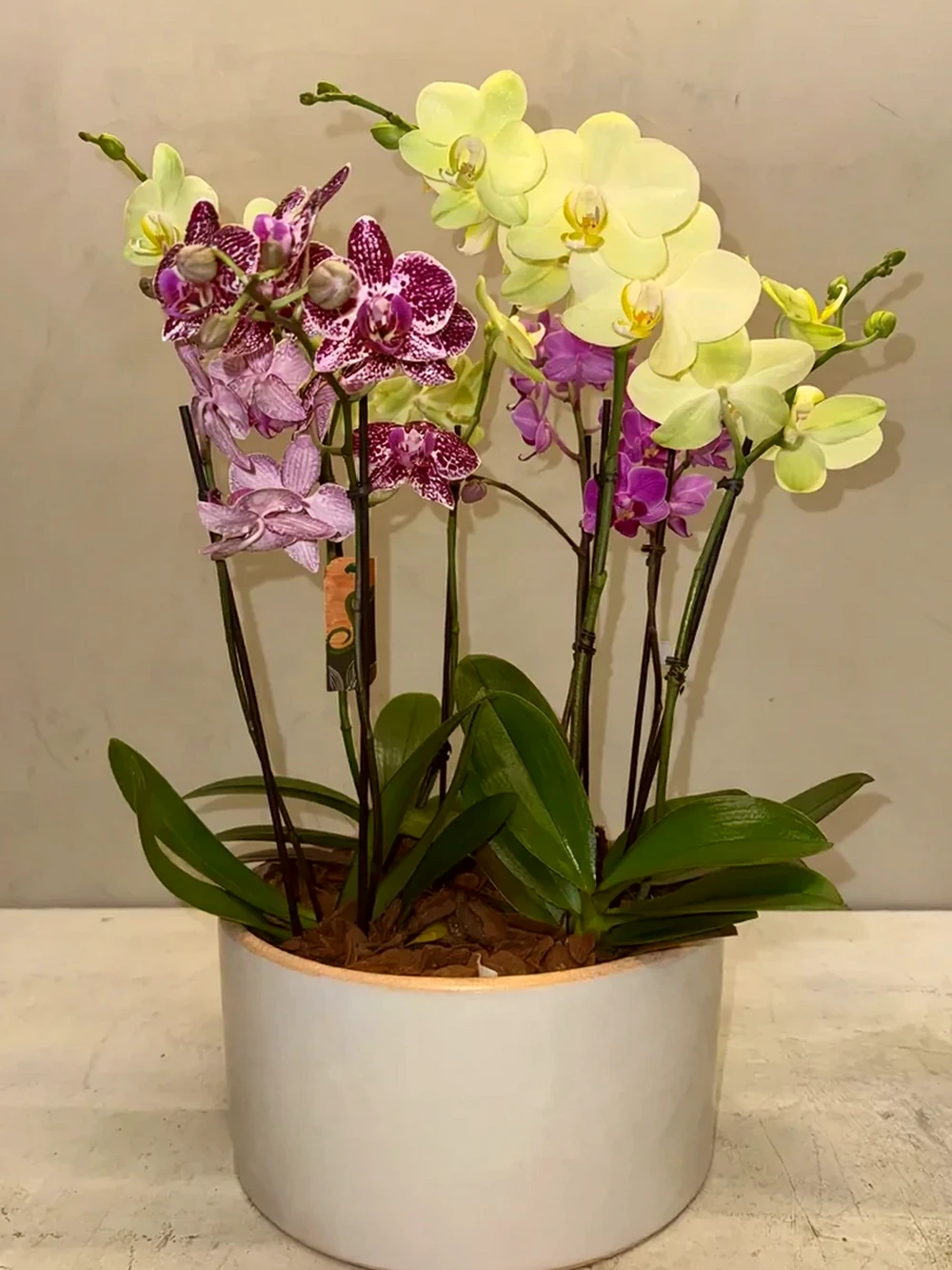 Coleção Três Orquídeas, imagem ilustrativa