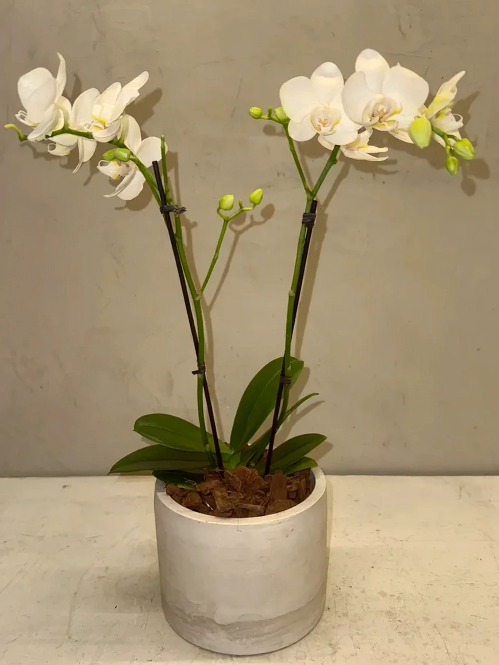 Mini Orquídea Phalaenopsis com vaso, imagem ilustrativa