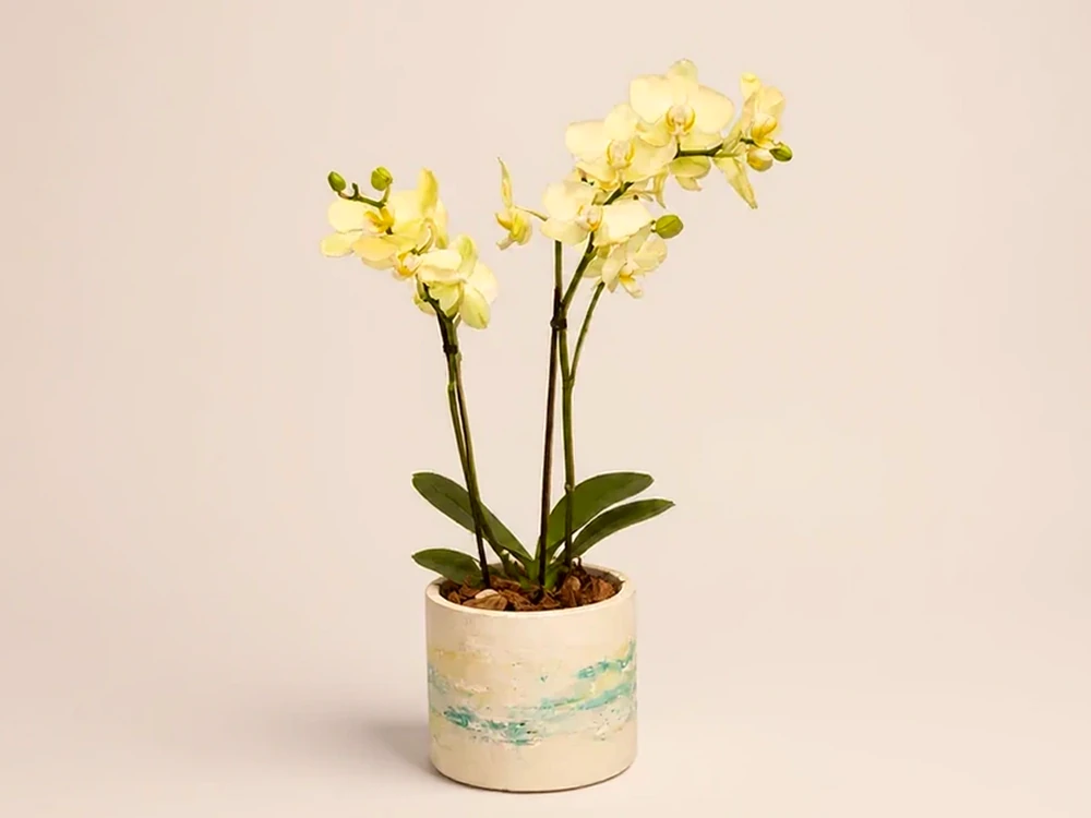 Mini Orquídea Dupla em Vaso, imagem ilustrativa