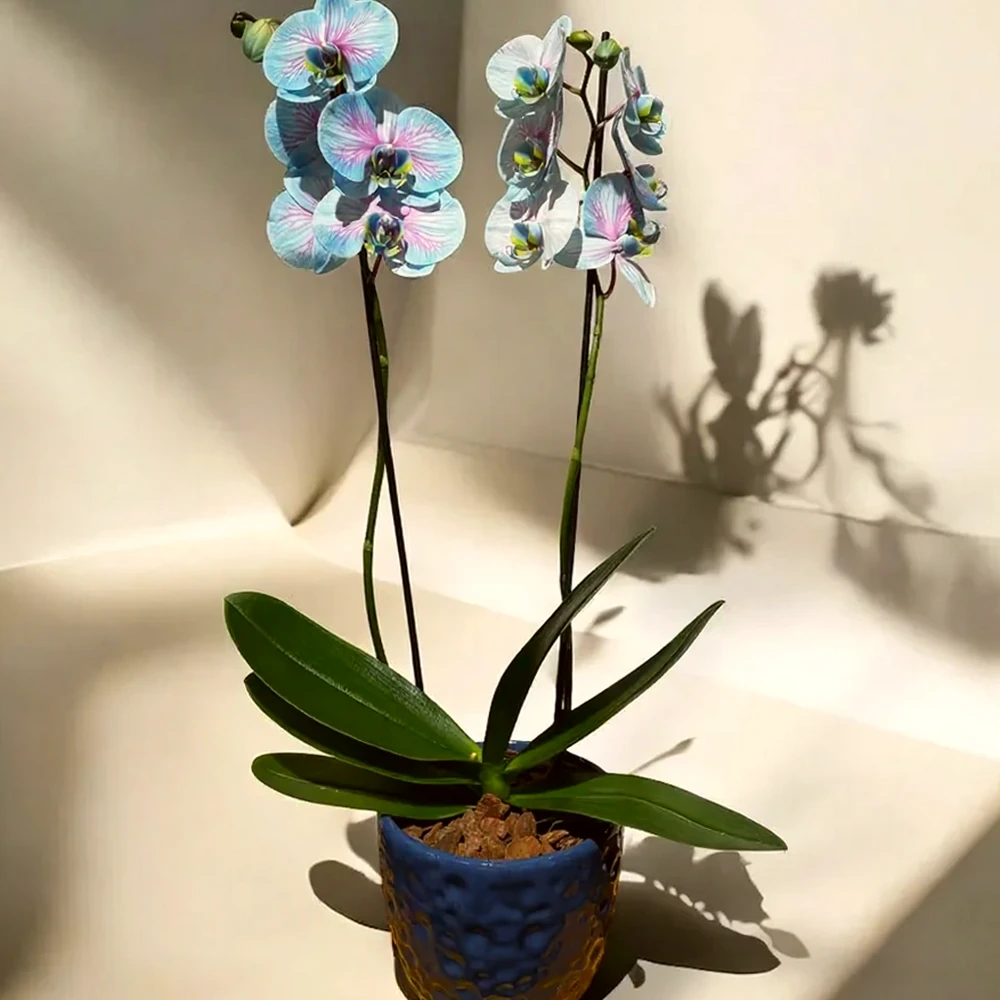 Orquídea Azul e rosa em vaso de cerâmica, imagem ilustrativa