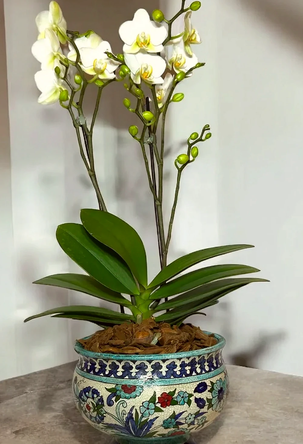 Orquídea Real em Antigo Vaso Damasceno, imagem ilustrativa