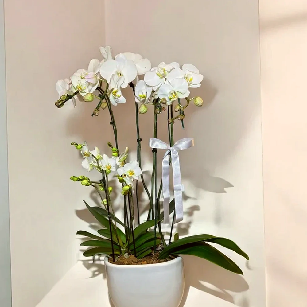 Orquídea Branca Exclusiva em Vaso Moderno, imagem ilustrativa