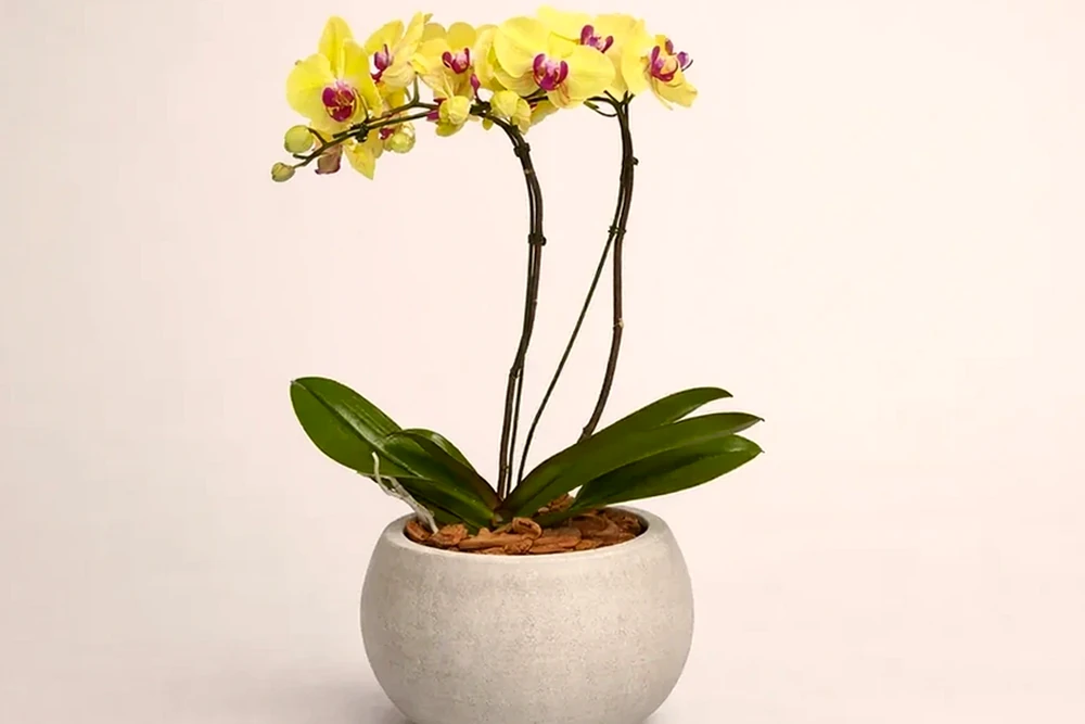 Orquídea Amarela em vaso moderno de cimento queimado, imagem ilustrativa