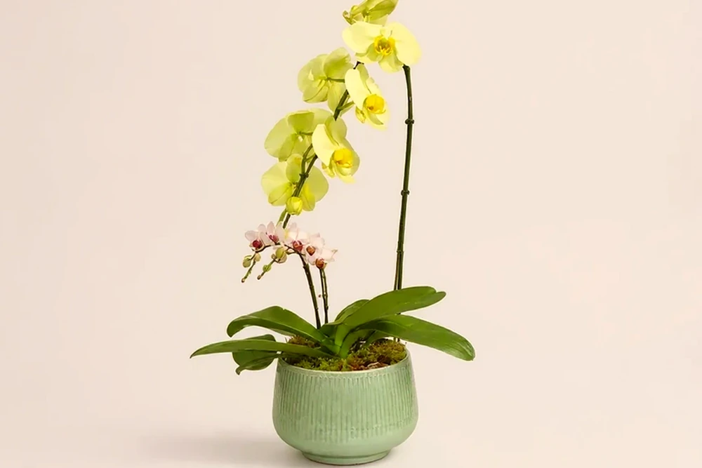 Orquídea Premium Duo em Vaso Elegante, imagem ilustrativa