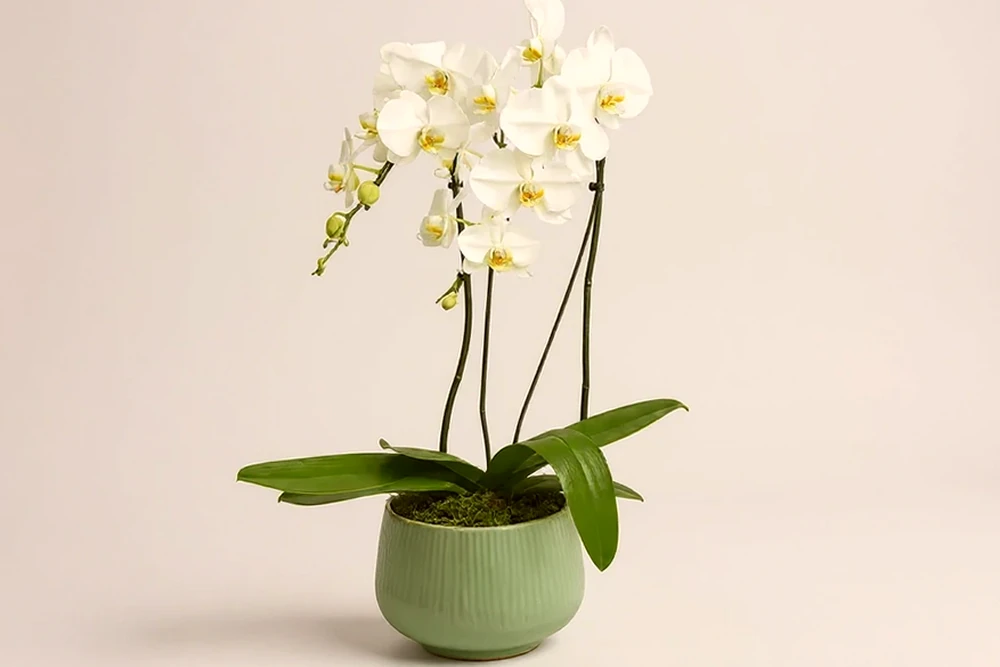 Orquídea Branca Premium em Vaso Elegante, imagem ilustrativa