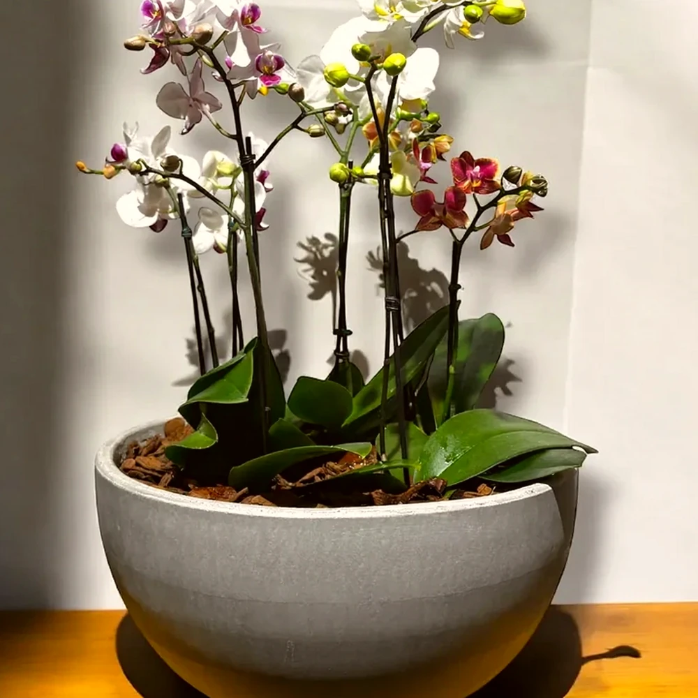 Arranjo de Orquídeas e Mini Orquídeas em vaso moderno de cimento queimado, imagem ilustrativa