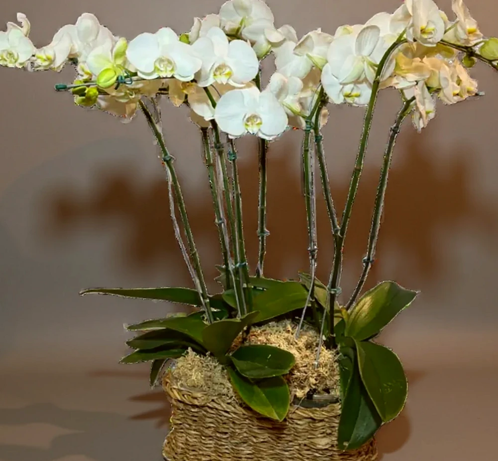 três vasos com Orquídea Phalaenopsis, imagem ilustrativa