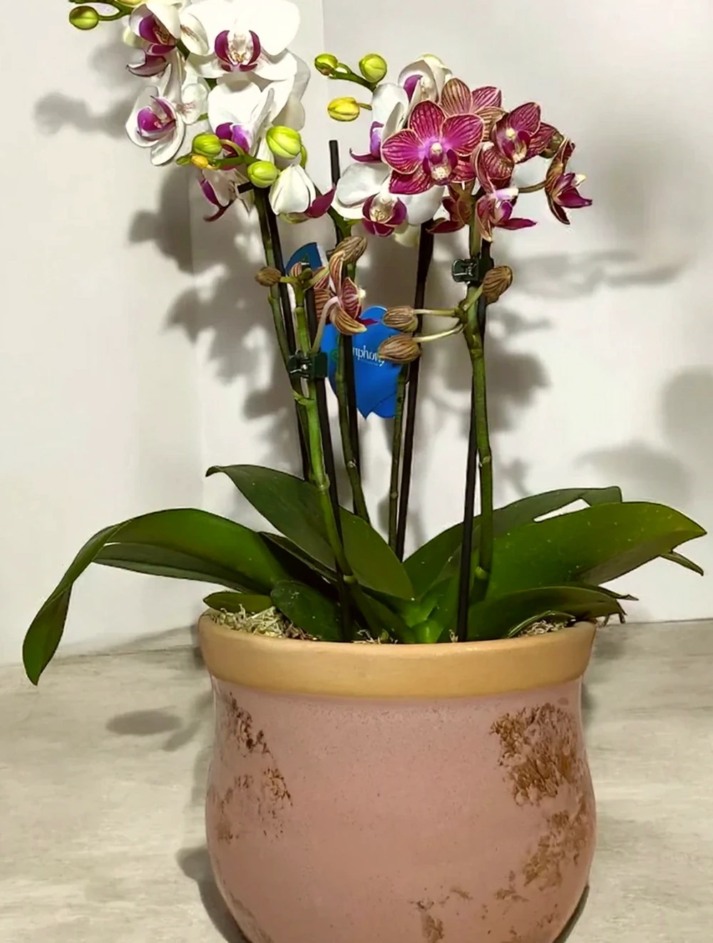 Duas Mini Orquídeas em Vaso de Cerâmica, imagem ilustrativa