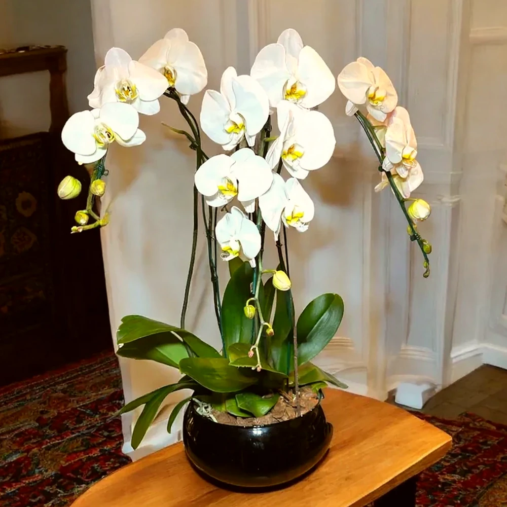 Orquídeas Cascata Triplas em Vaso de Vidro, imagem ilustrativa