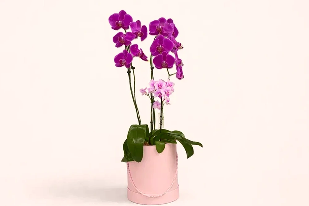 Arranjo com Orquídea Grande e Mini em Cor Especial na Caixa Rosa, imagem ilustrativa