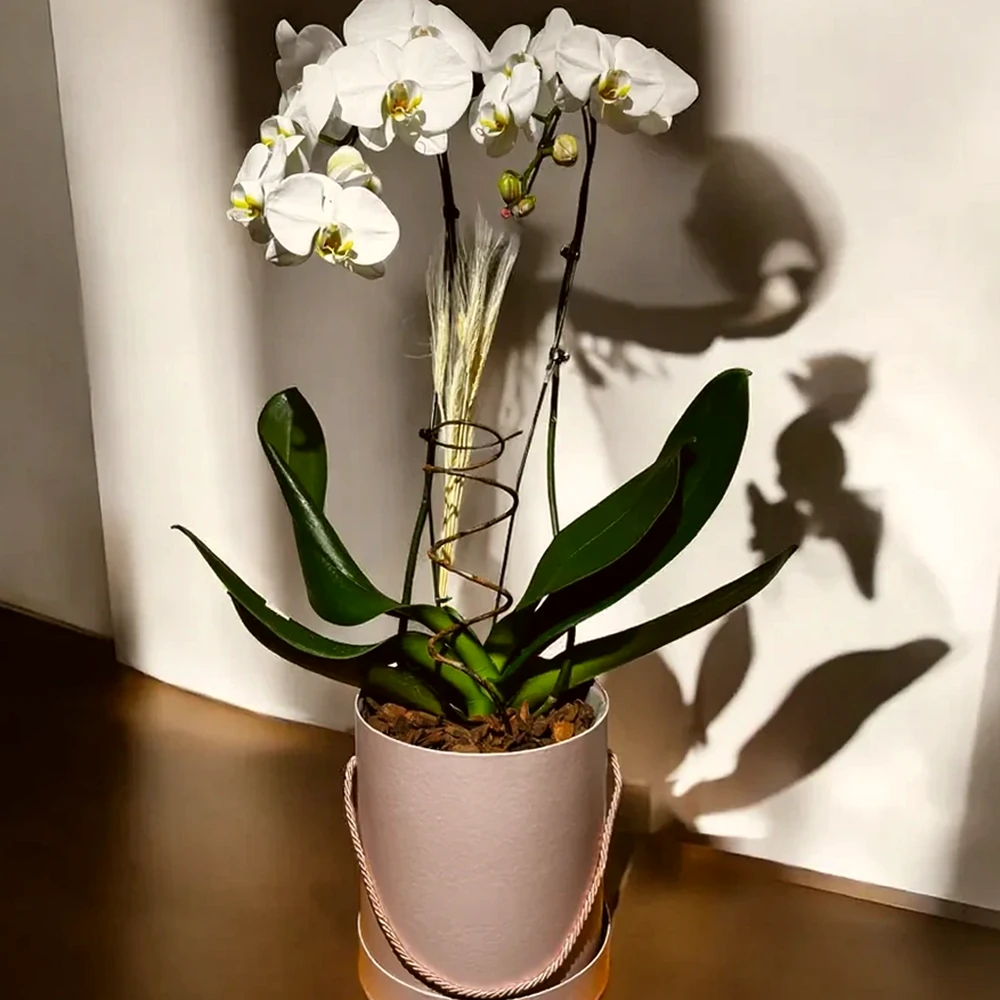Orquídea branca em caixa clássica, imagem ilustrativa
