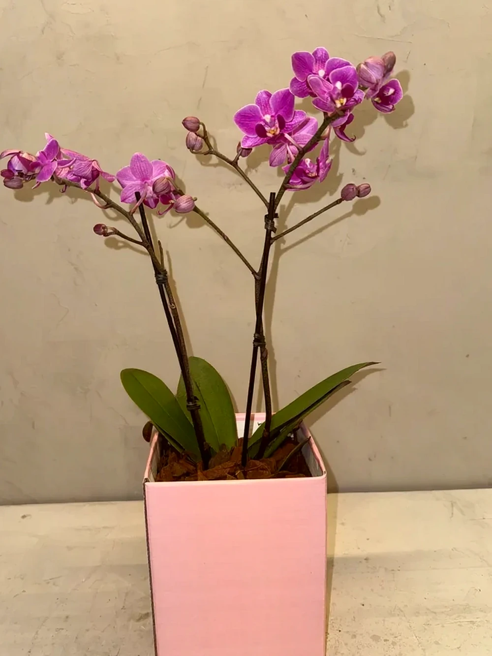 Mini Orquídeas magenta em Caixa, imagem ilustrativa