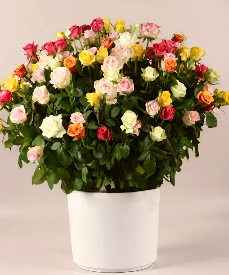 Jardim de 150 Rosas Coloridas, imagem ilustrativa