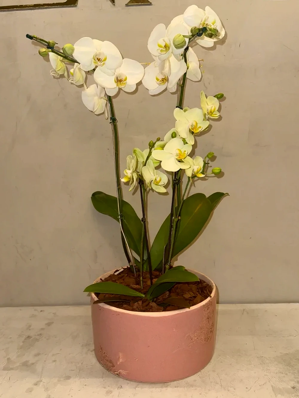Orquídea Elegante em Vaso de Cerâmica Decorativa, imagem ilustrativa
