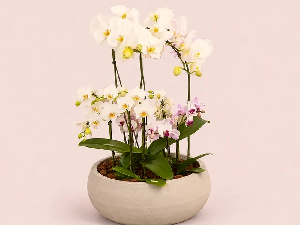 Arranjo Premium com 4 Mini Orquídeas e 1 Orquídea Grande, imagem ilustrativa