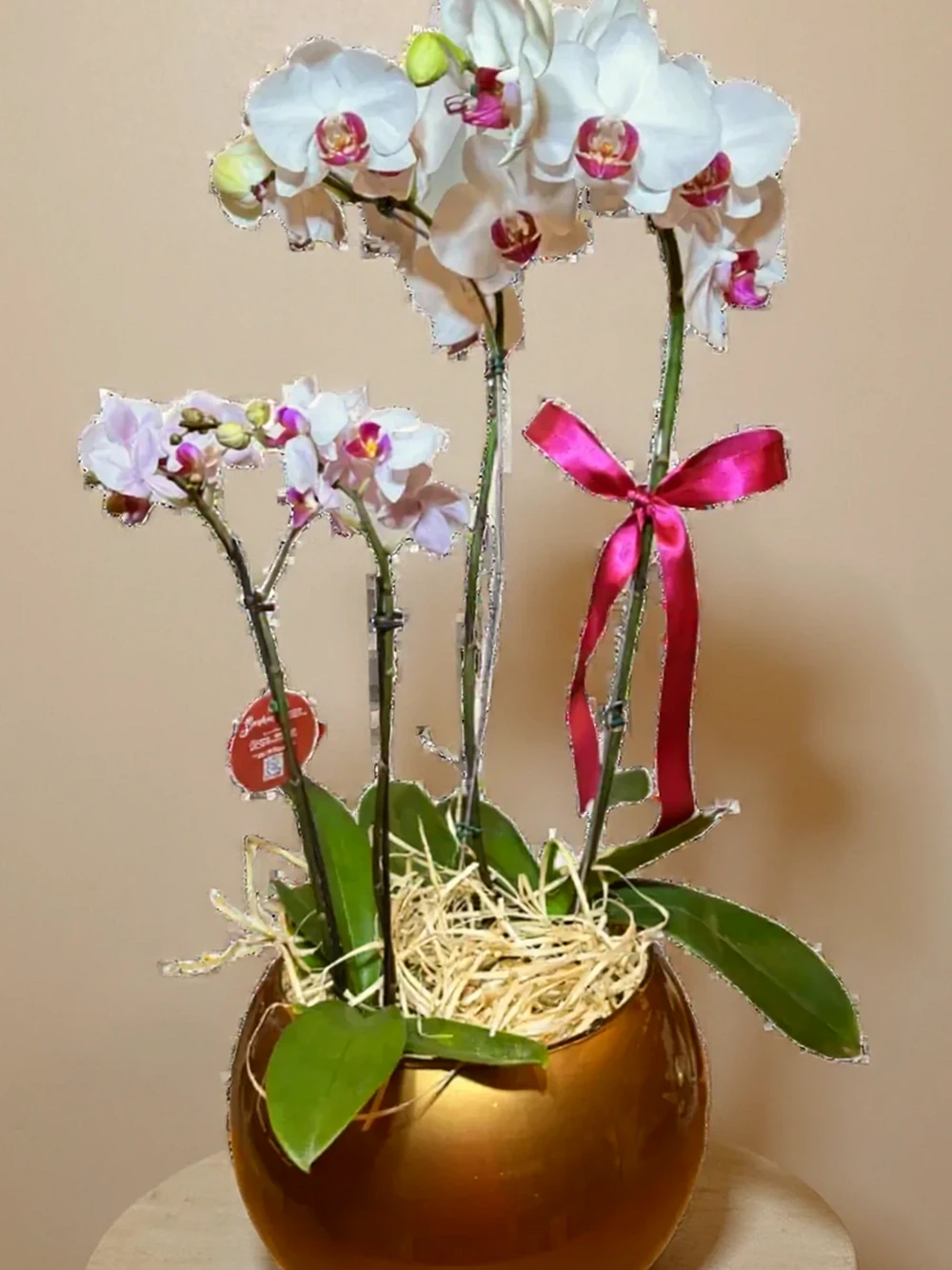 Dois Orquídea Phalaenopsis com vaso vidro, imagem ilustrativa