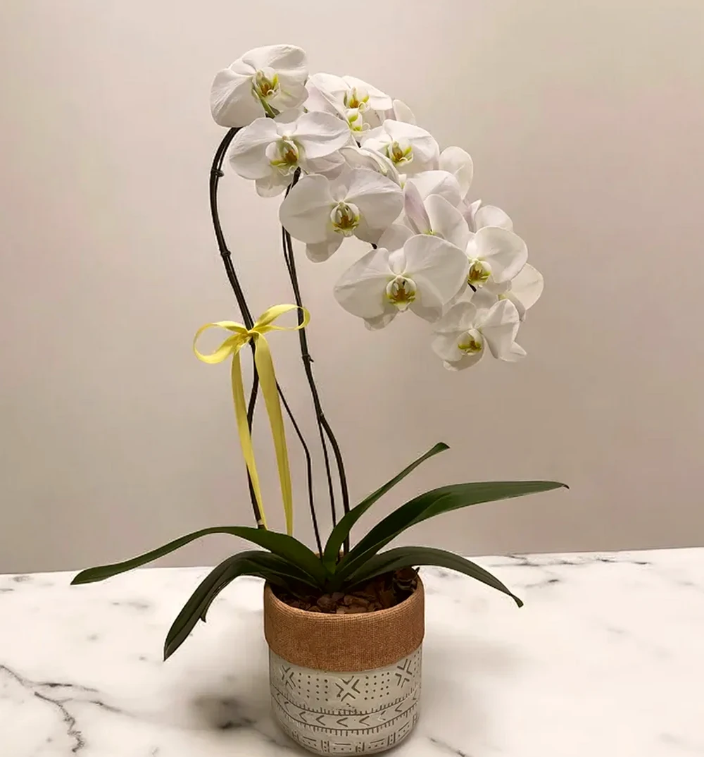 Orquídea Phalaenopsis Luxo Branca no Vaso Decorativo, imagem ilustrativa