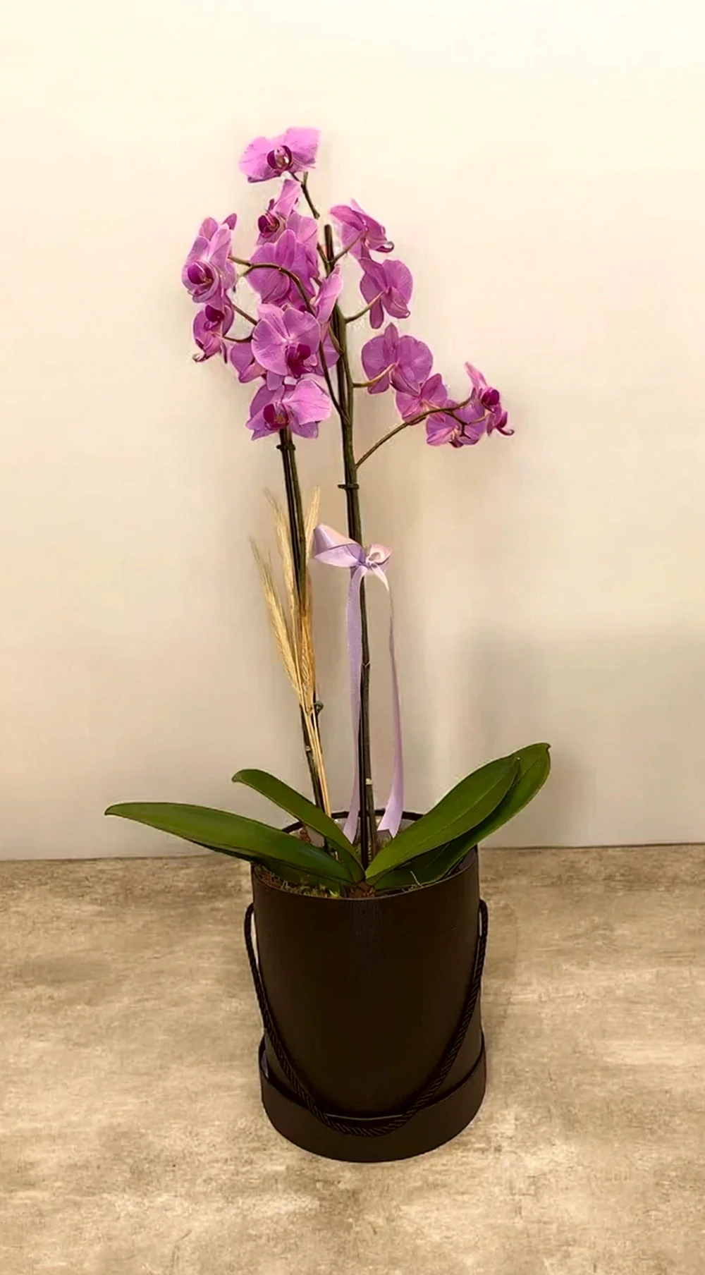 Orquídea Phalaenopsis com duas astes com caixa especial, imagem ilustrativa