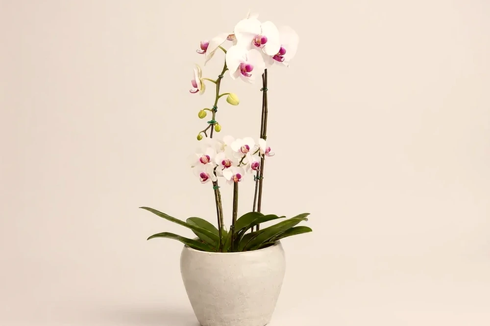 Combo de Orquídeas Brancas Premium e Mini em Vaso Elegante, imagem ilustrativa