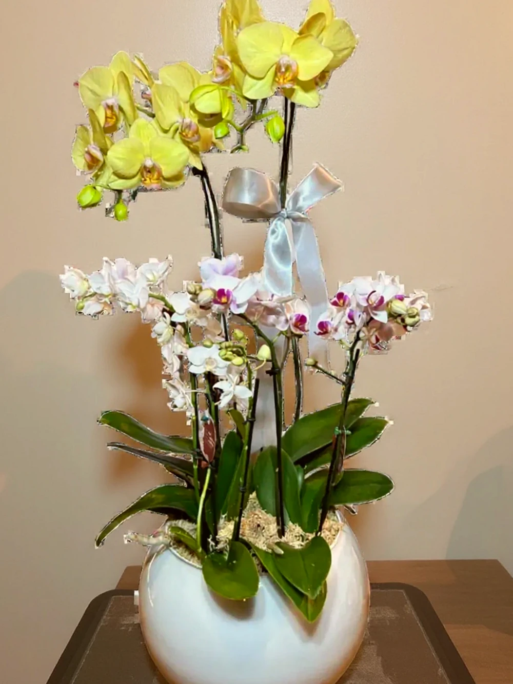 Três Orquídea Phalaenopsis com vaso vedro, imagem ilustrativa