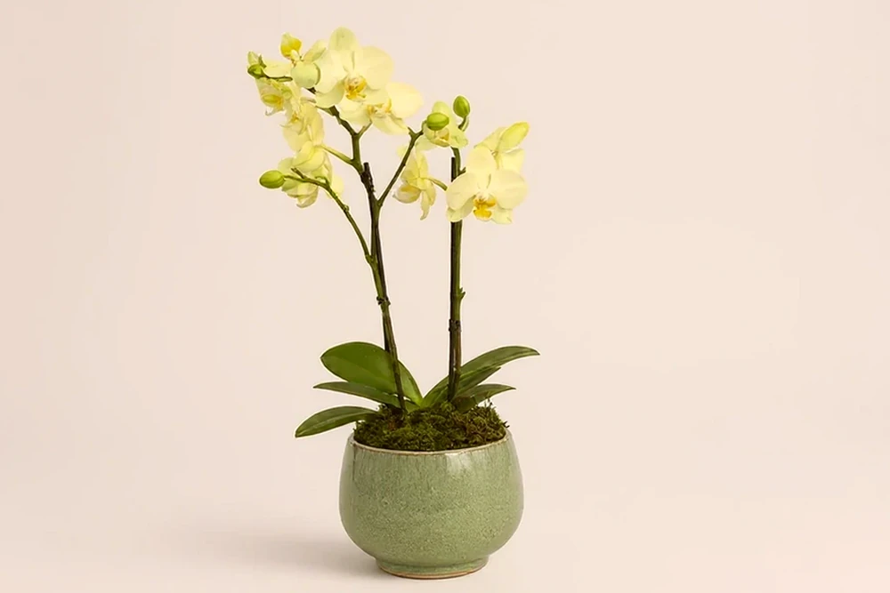 Mini Orquídea Elegante em Vaso, imagem ilustrativa