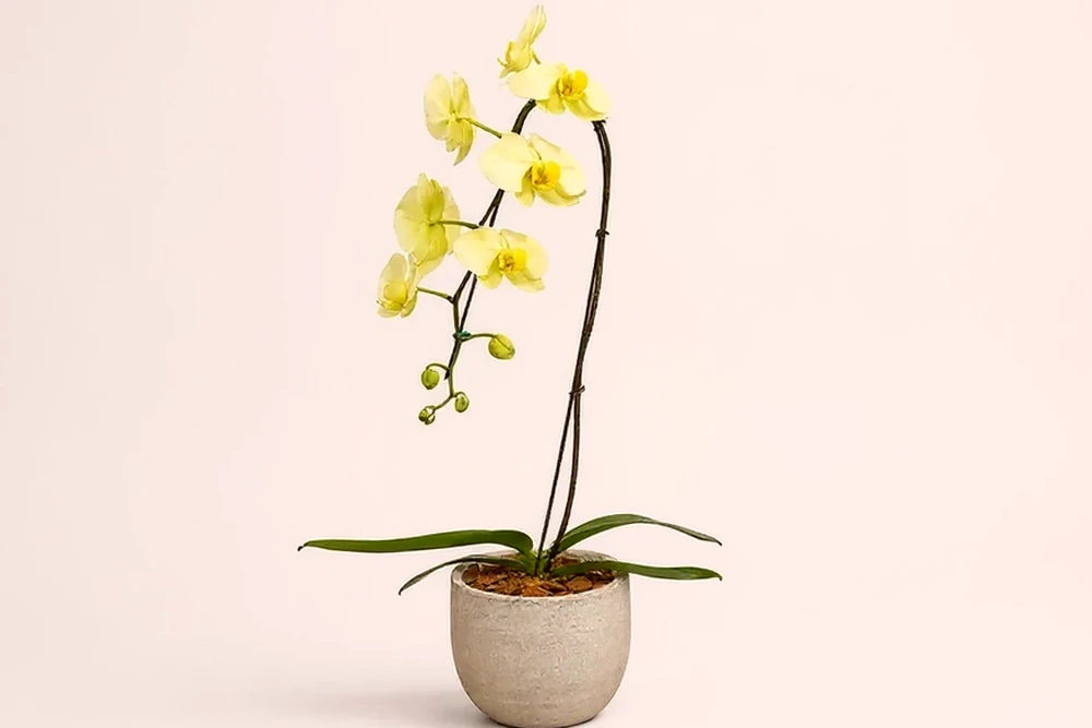 Orquídea Elegante em Vaso Premium, imagem ilustrativa