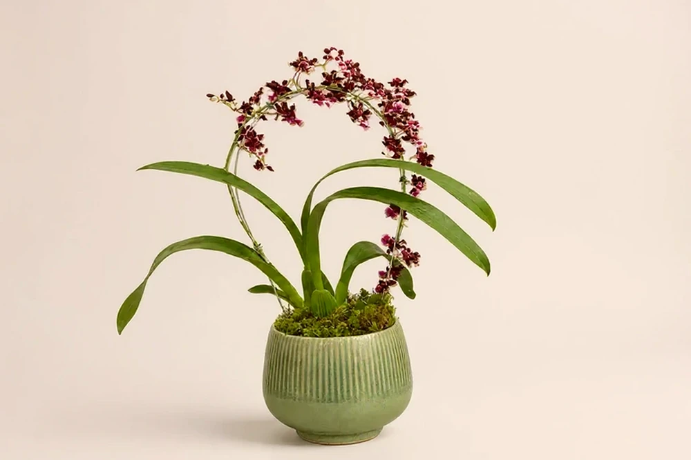 Orquídea Chocolate Premium em Vaso Elegante, imagem ilustrativa