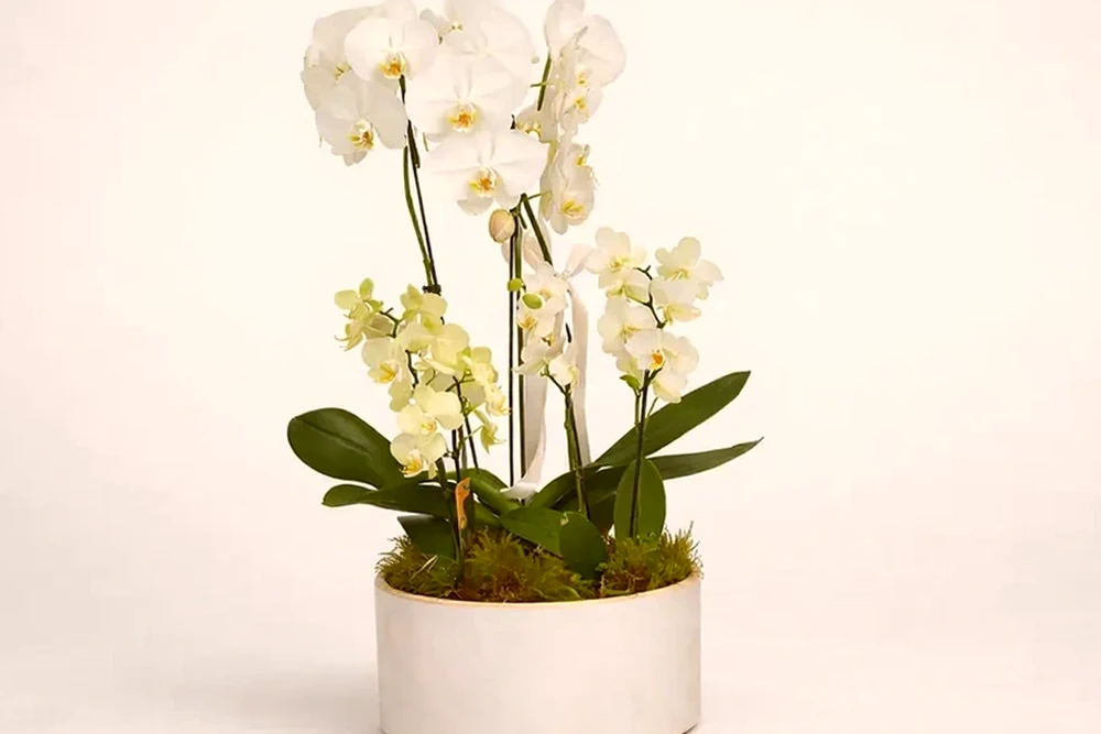 Orquídea Cascata Grande com Duas Mini Orquídeas em Vaso de Cerâmica, imagem ilustrativa
