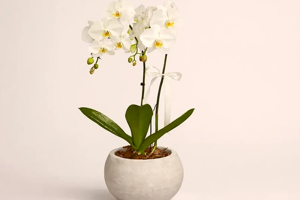 Orquídea branca em vaso moderno de cimento queimado, imagem ilustrativa