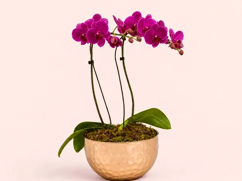 Arranjo Elegante com Orquídeas Roxas Premium, imagem ilustrativa